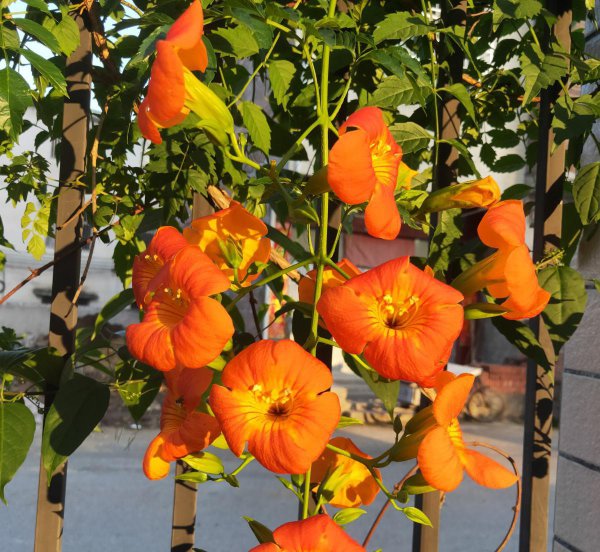 8月有哪些花开花