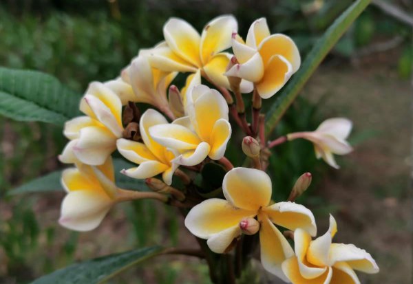 8月有哪些花开花