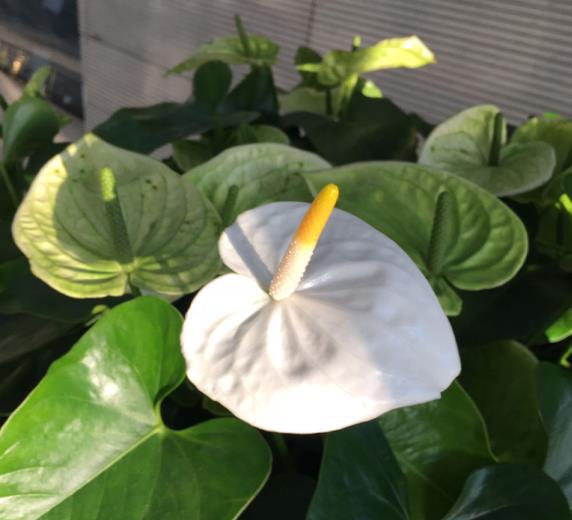 8月有哪些花开花
