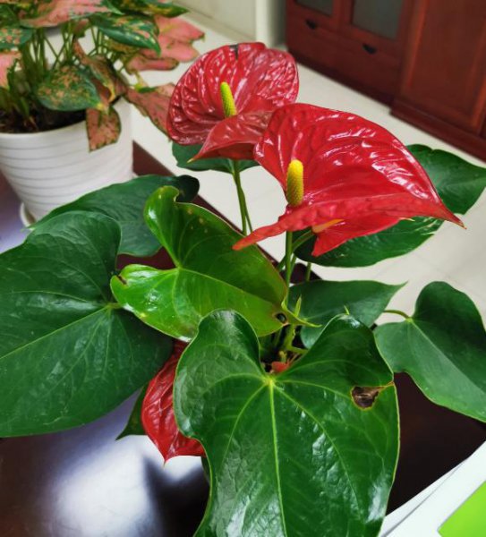 8月有哪些花开花