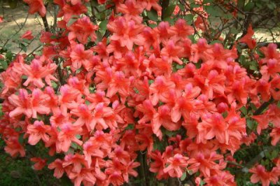杜鹃花夏天怎么养 杜鹃花夏季养护管理