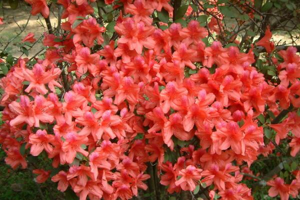 杜鹃花夏天怎么养