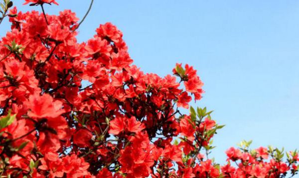 杜鹃花夏天怎么养
