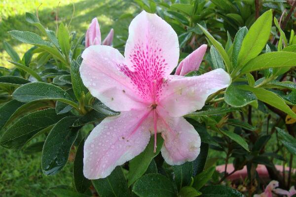 杜鹃花夏天怎么养