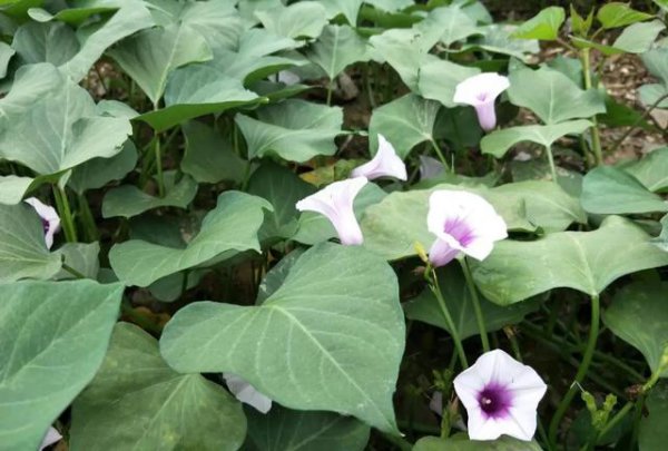 红薯开花夫妻分家是什么意思？