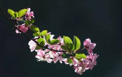 家里为什么不能海棠花 关于海棠花的说法