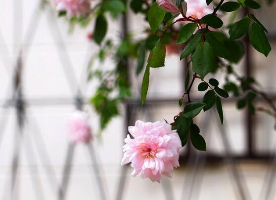 蔷薇花种子怎么种