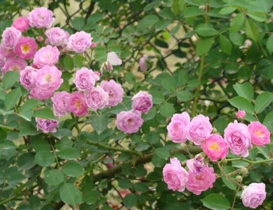 蔷薇花种子怎么种