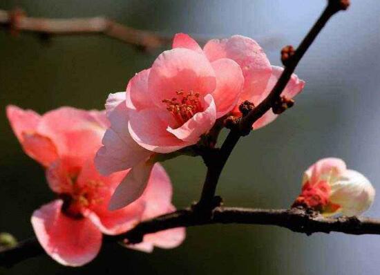 家里为什么不能海棠花