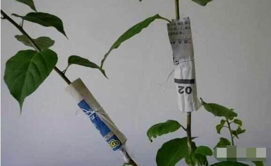 六月雪怎么繁殖