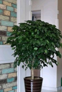 养花的迷信靠谱吗 养花不迷信只要喜欢皆可养