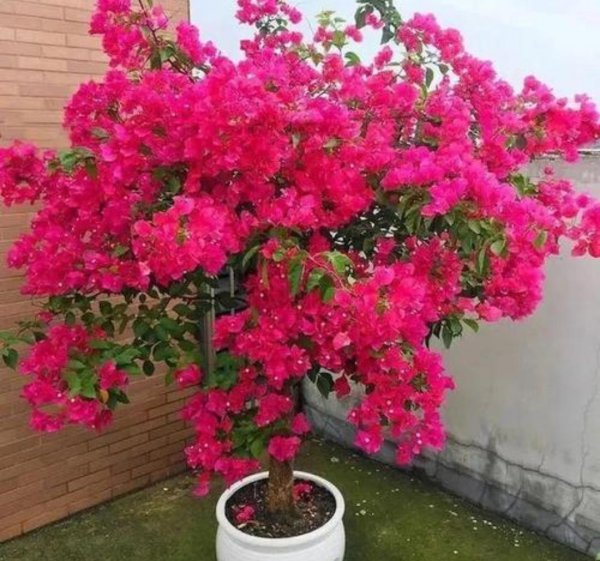 夏天三角梅怎么养秋天花朵才能开满枝