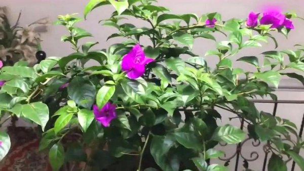 夏天三角梅怎么养秋天花朵才能开满枝