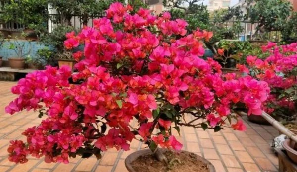夏天三角梅怎么养秋天花朵才能开满枝