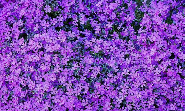 紫罗兰怎么养才能开花不断