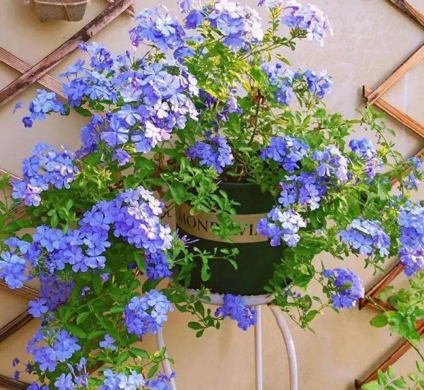 清明节后适合扦插哪些花