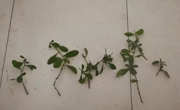 清明节后适合扦插哪些花