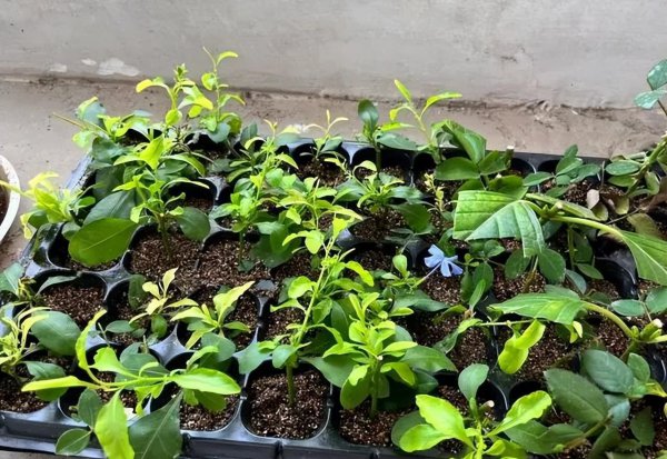 清明节后适合扦插哪些花