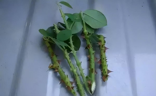 清明节后适合扦插哪些花