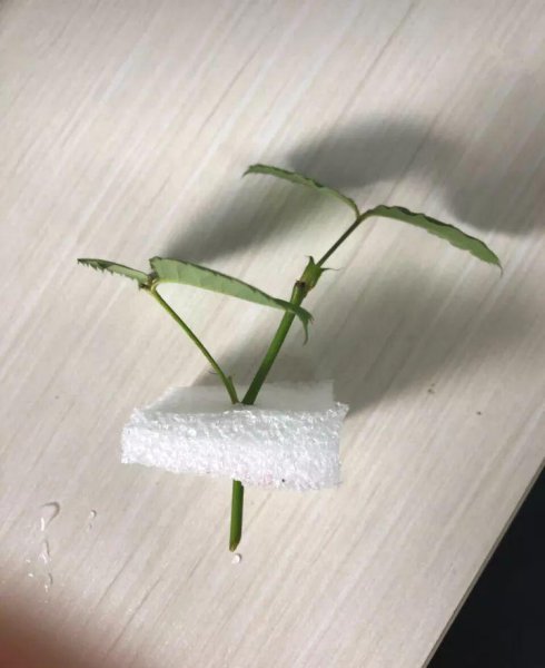 清明节后适合扦插哪些花