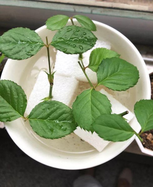 清明节后适合扦插哪些花