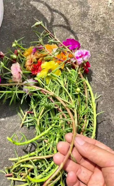 清明节后适合扦插哪些花