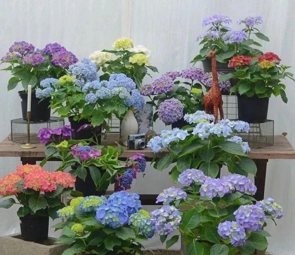 清明节后适合扦插哪些花