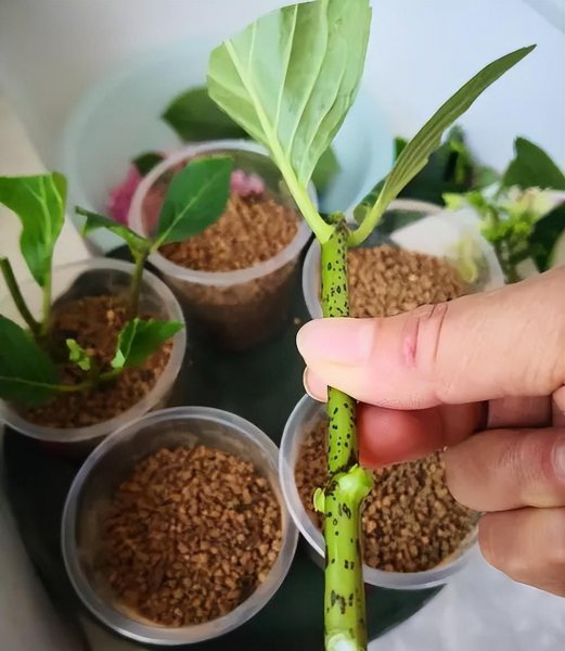 清明节后适合扦插哪些花