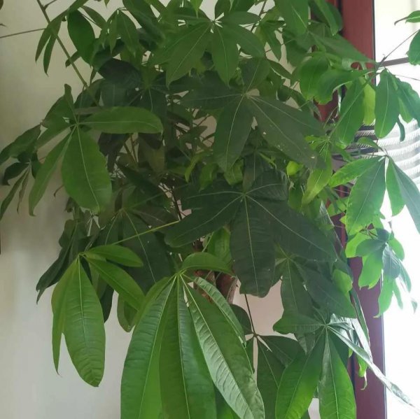 发财树秋季怎么养才能枝繁叶茂