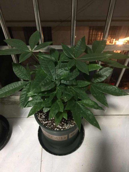发财树秋季怎么养才能枝繁叶茂