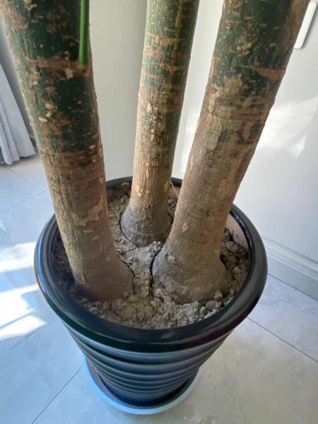 发财树秋季怎么养才能枝繁叶茂