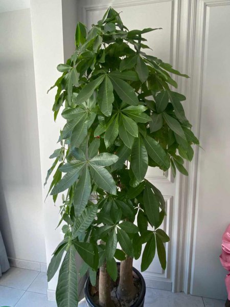 发财树秋季怎么养才能枝繁叶茂