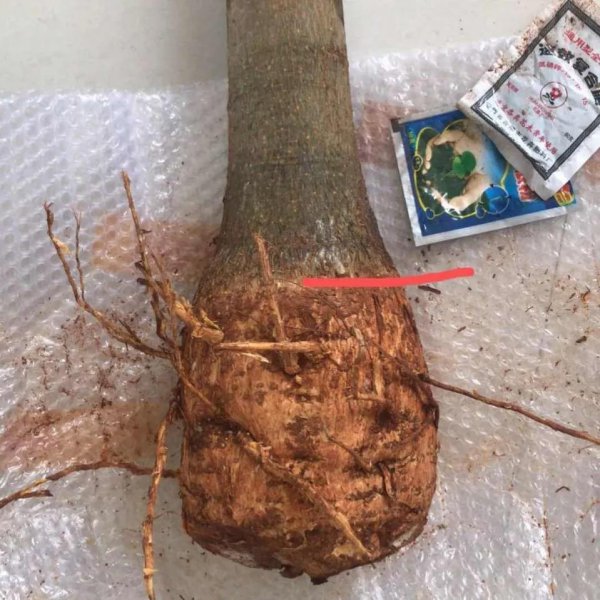 发财树秋季怎么养才能枝繁叶茂