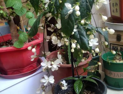 垂枝茉莉不开花怎么办 垂枝茉莉花期详解