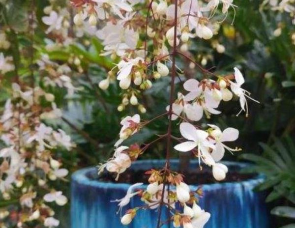 垂枝茉莉不开花怎么办
