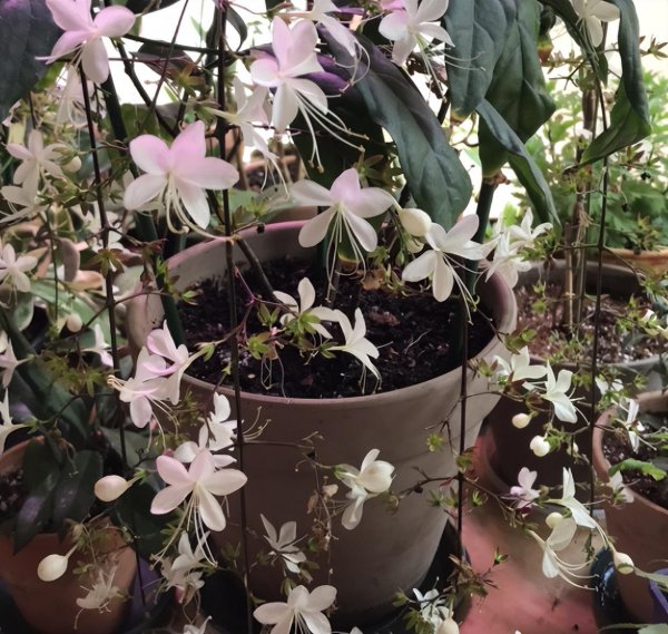 垂枝茉莉不开花怎么办