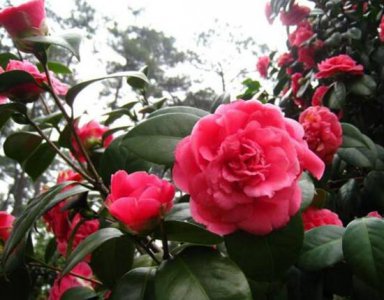 茶花冬天怎么养 简述茶花的冬季养护要点