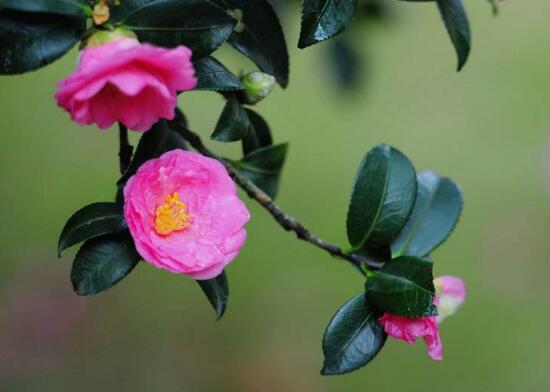 茶花冬天怎么养
