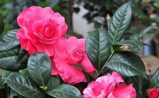 茶花冬天怎么养