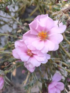热天有哪些花要涨价 盘点4种夏季涨价的花卉植物