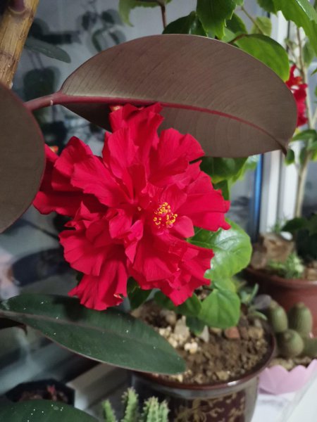 热天有哪些花要涨价