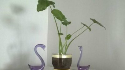 滴水观音会不会开花 让滴水观音开花的条件及寓意
