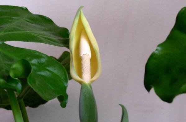 滴水观音会不会开花