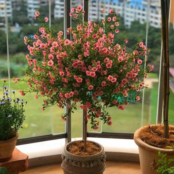 四季开花不停的花有哪些