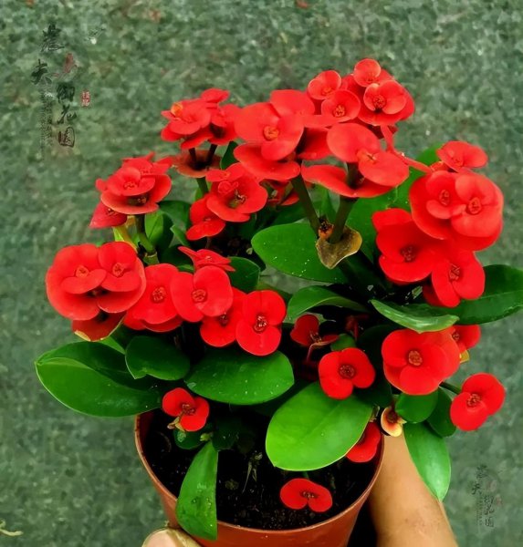四季开花不停的花有哪些
