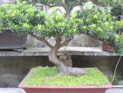 罗汉松可以在卧室养吗 罗汉松的正确养护知识