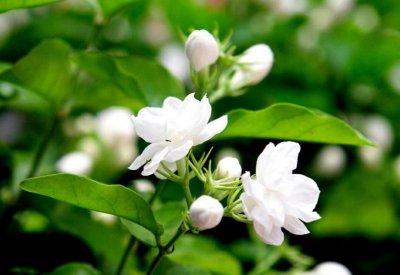 茉莉花怎么养护才能开花爆盆 茉莉花日常养护技巧