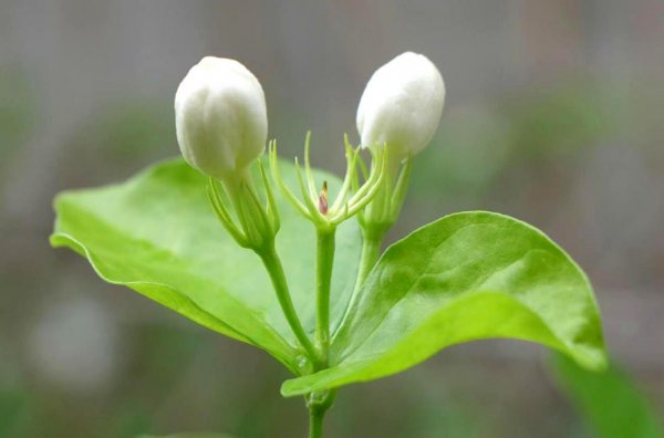 茉莉花怎么养护才能开花爆盆