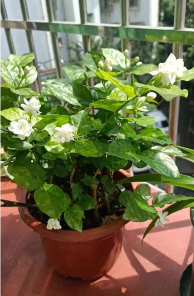 茉莉花怎么养护才能开花爆盆