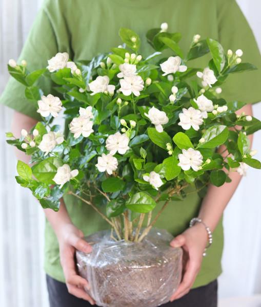 茉莉花怎么养护才能开花爆盆